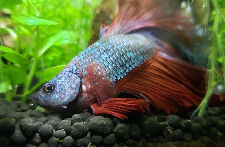 Swim Bladder Disease