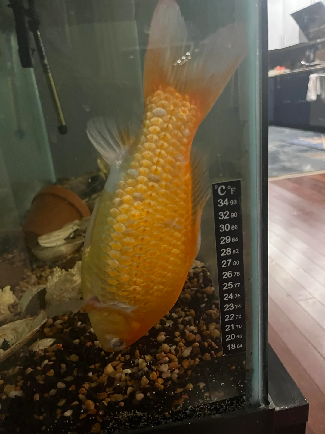 Swim Bladder Disease