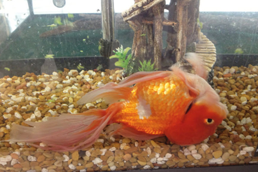 Swim Bladder Disease