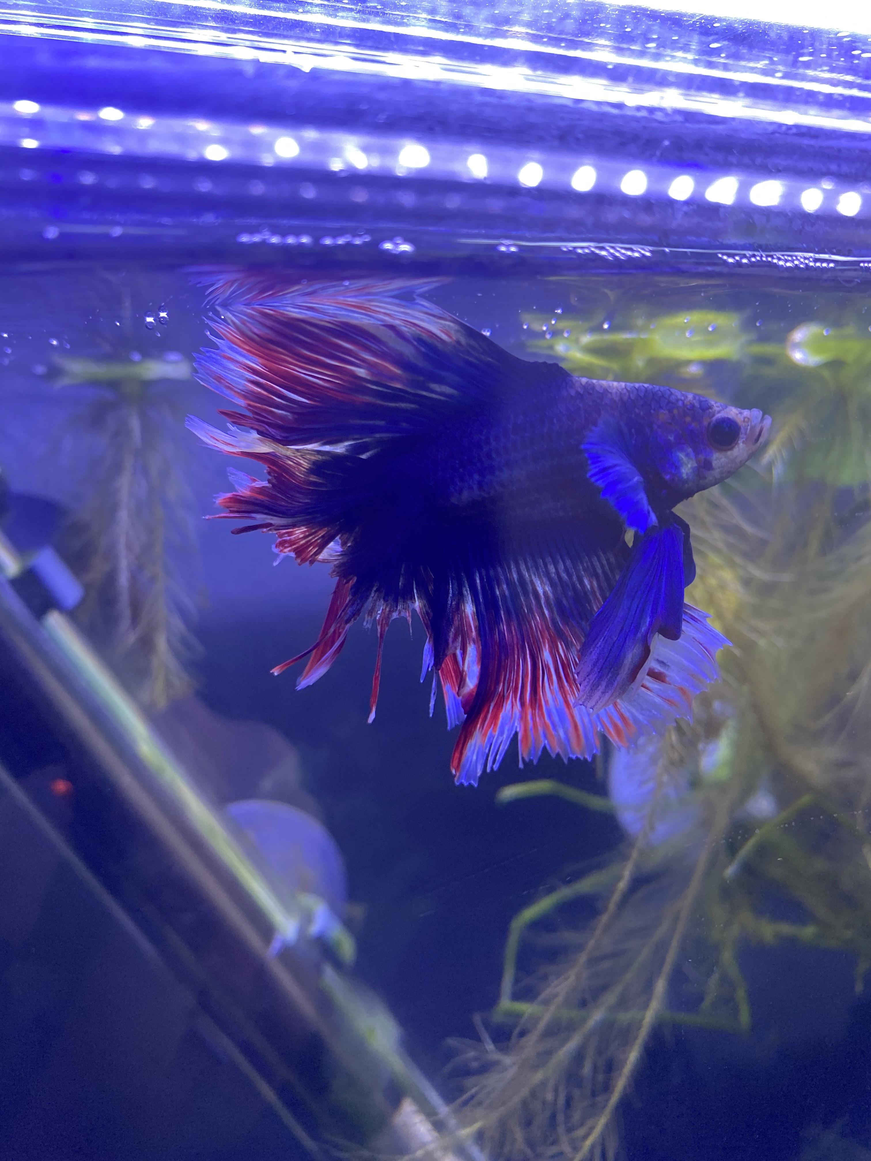 Tail & Fin Biting
