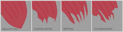 Tail & Fin Biting