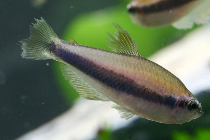 Tail & Fin Biting Disease