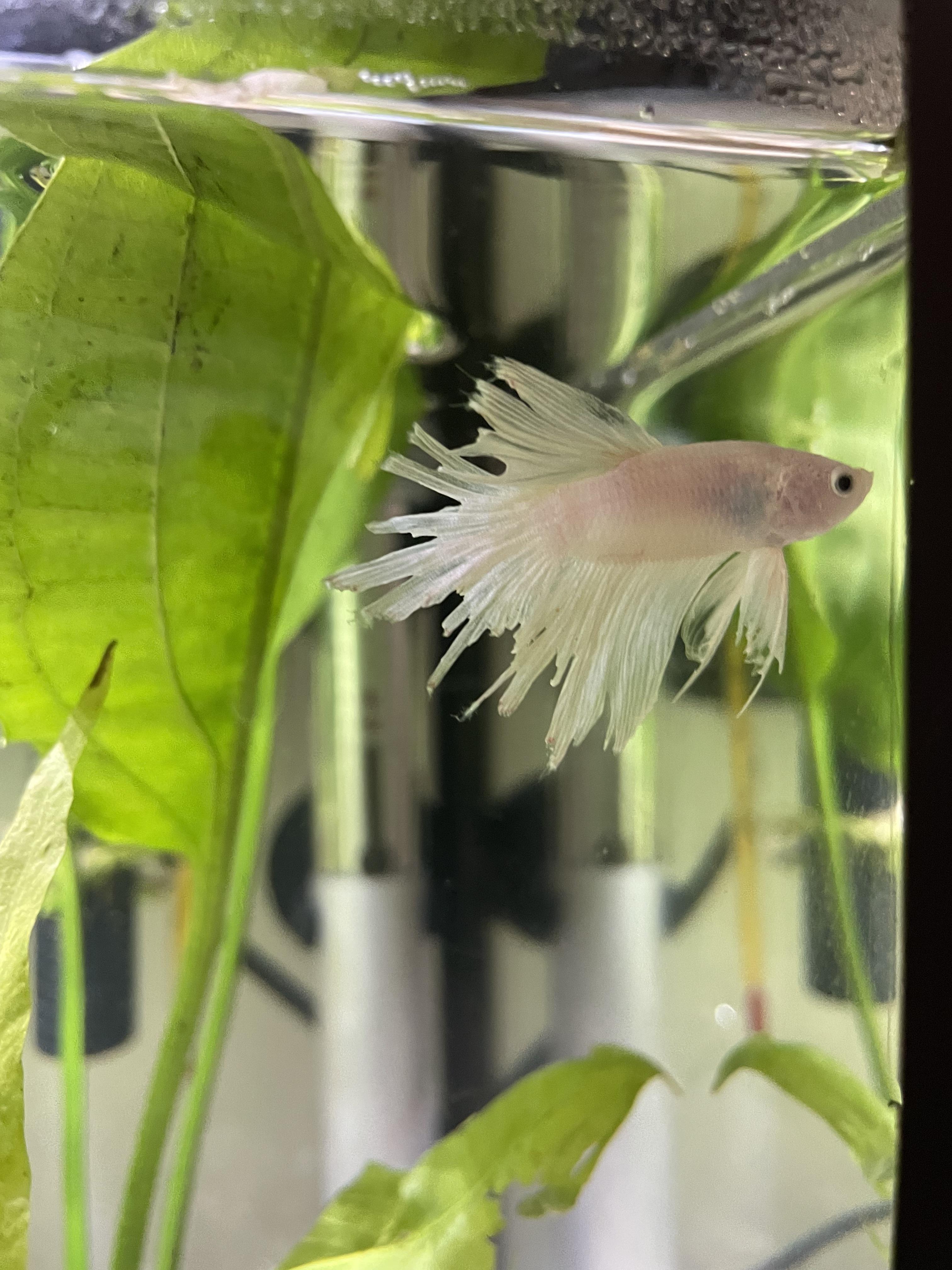 Tail & Fin Biting Disease