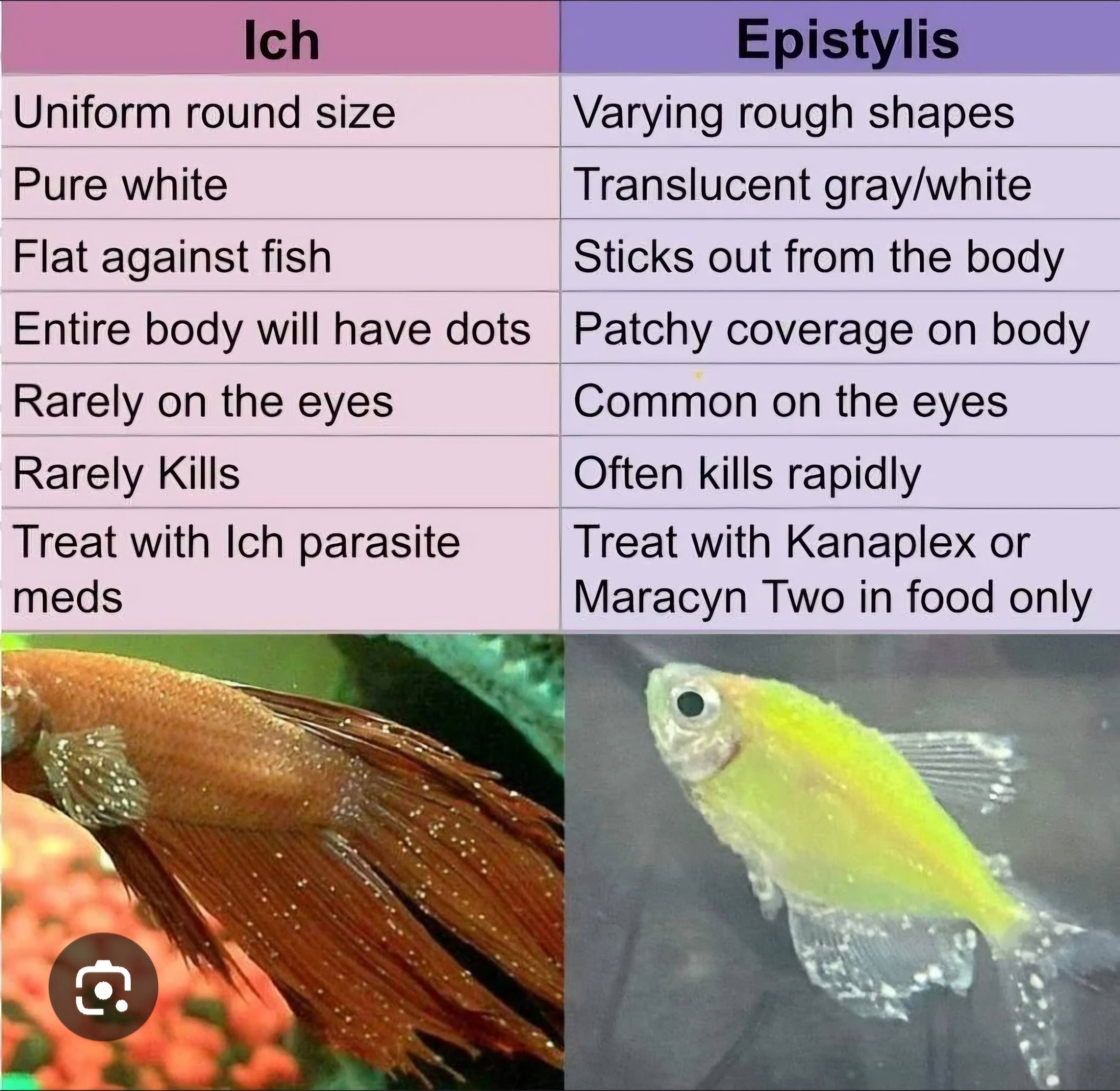 Ich vs Epistylis