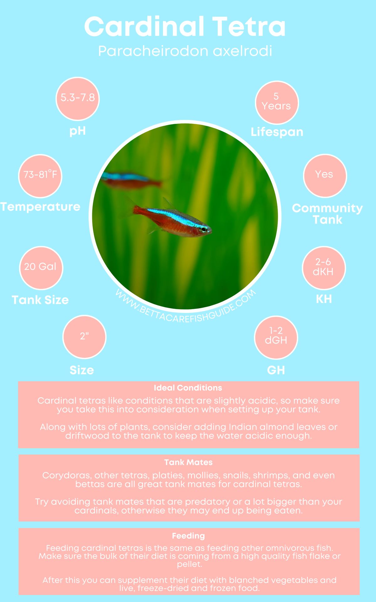 Tetra Care