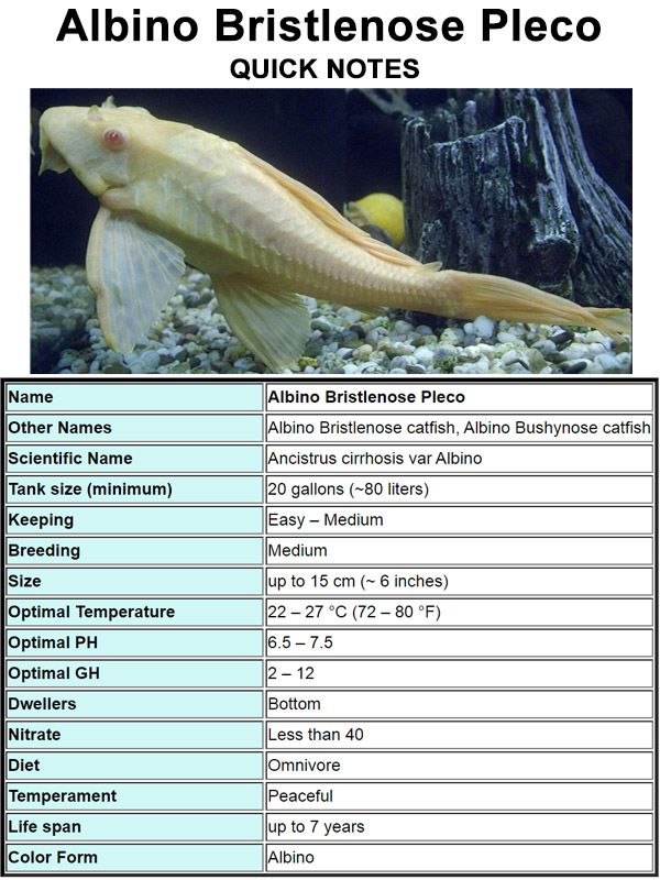 Pleco Care