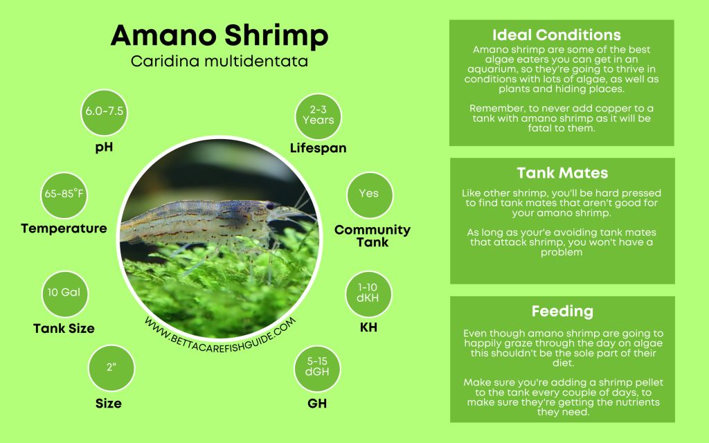 Shrimp Care