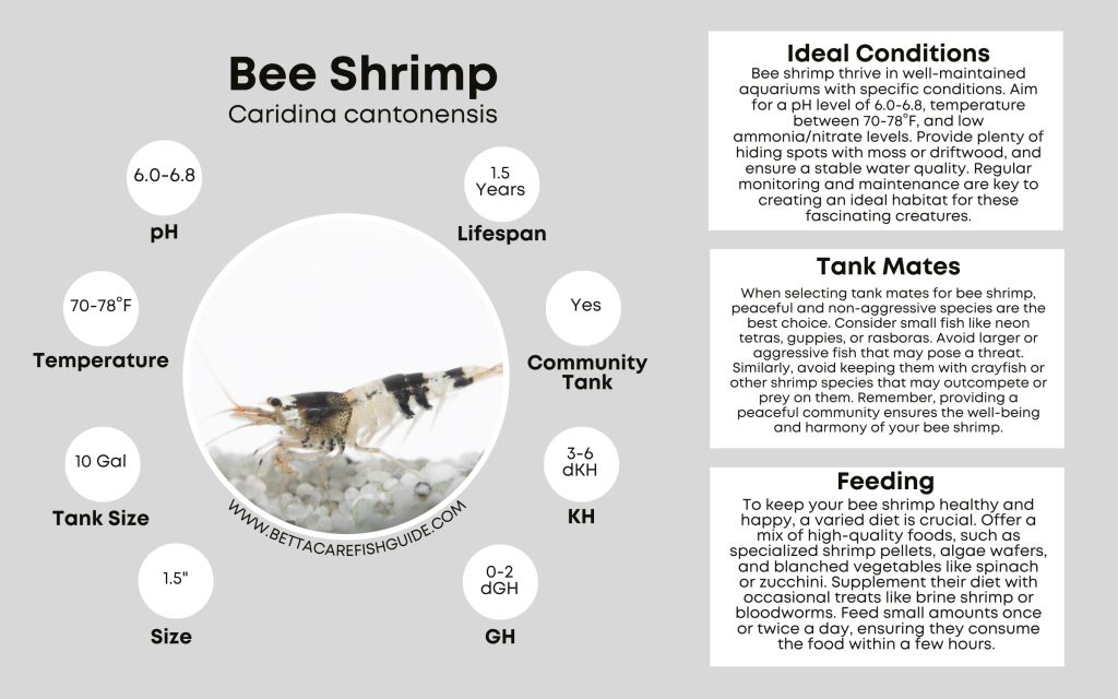Shrimp Care