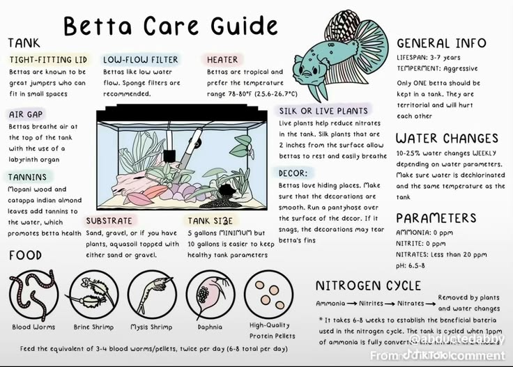 Betta Care