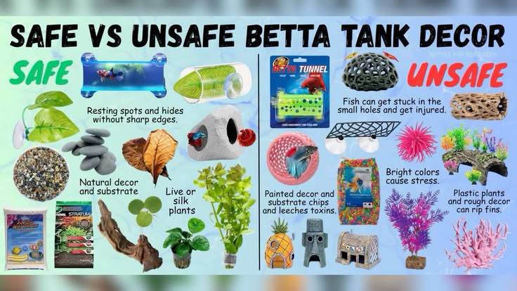 Betta Care