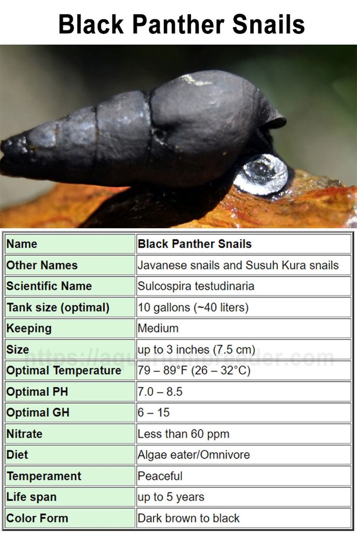Snail Care