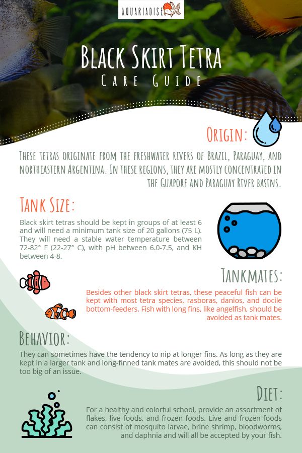 Tetra Care