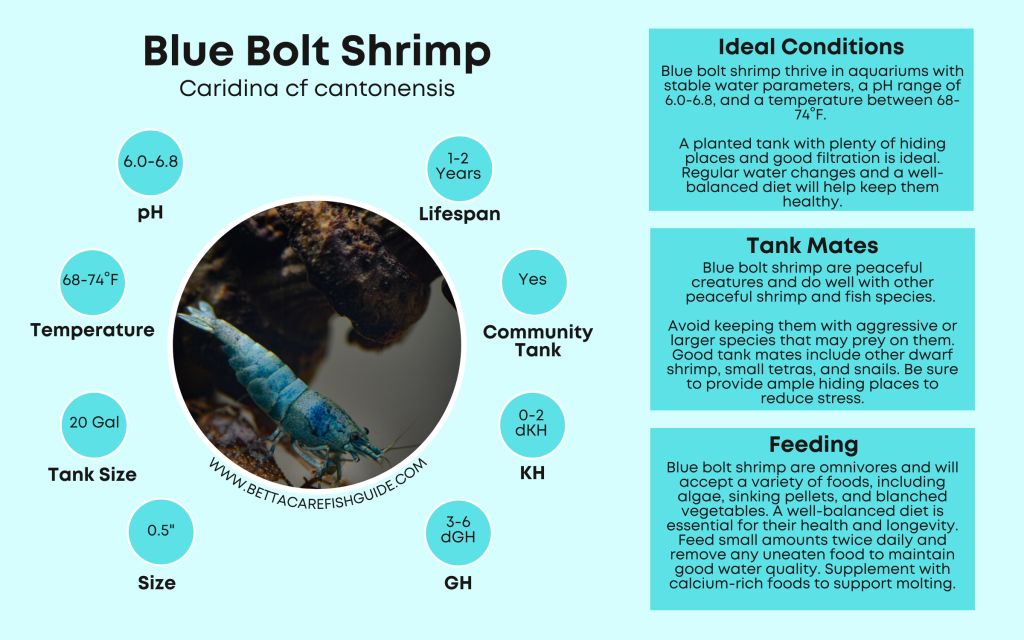 Shrimp Care