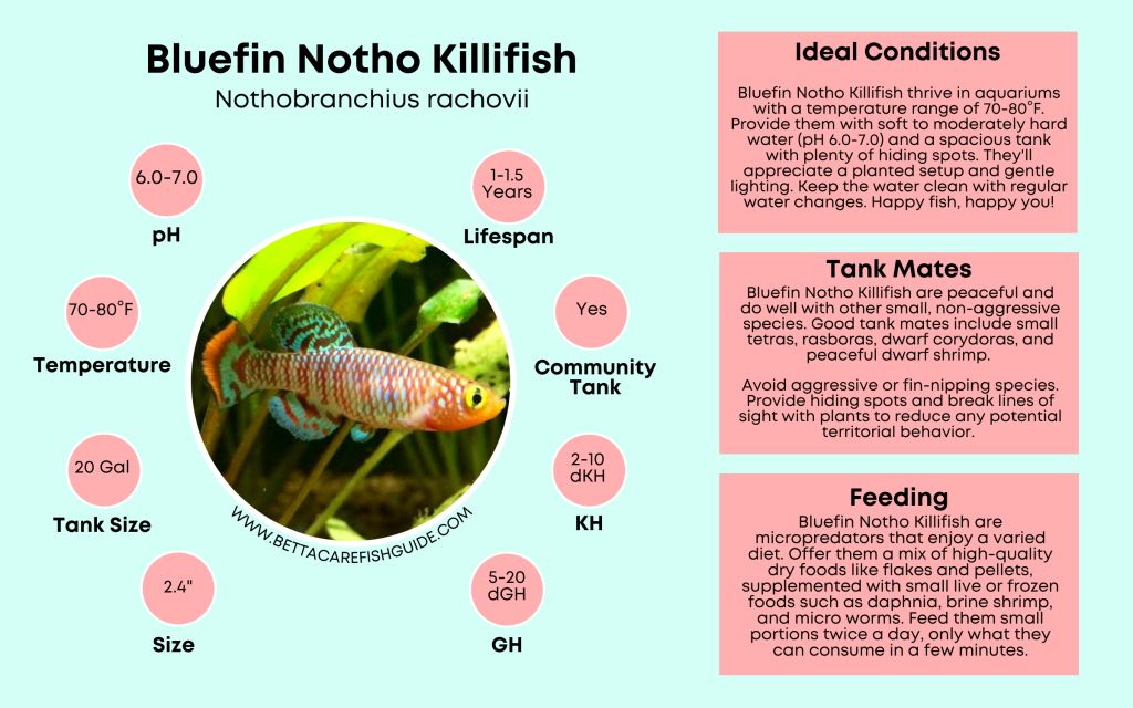 Killifish Care