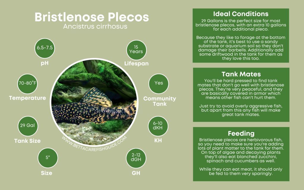 Pleco Care