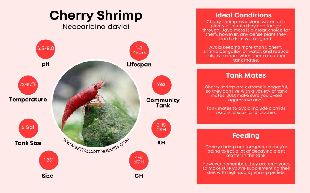 Shrimp Care