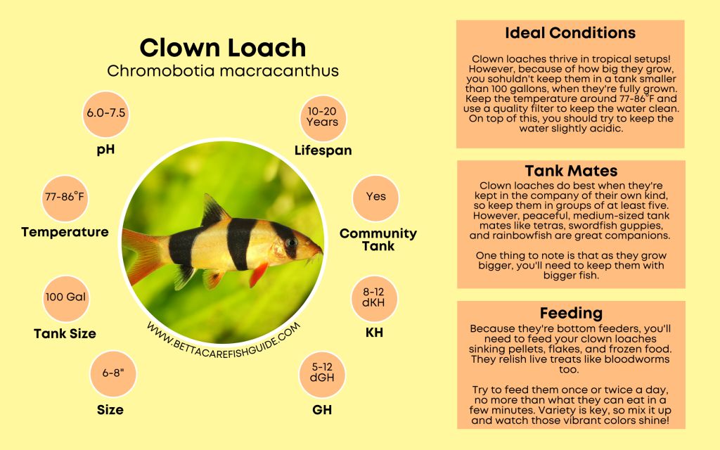 Loach Care