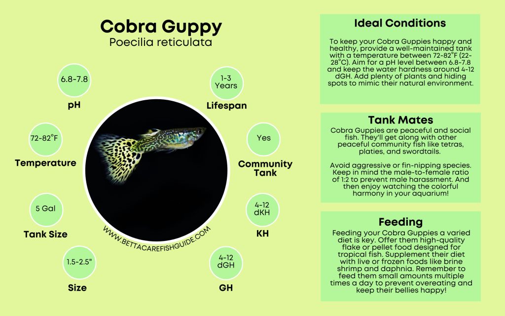 Guppy Care