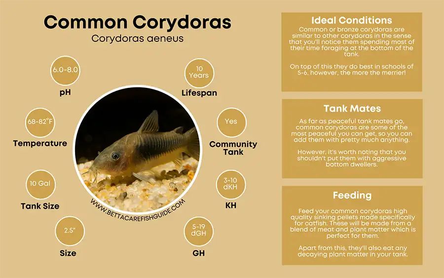 Corydora Care