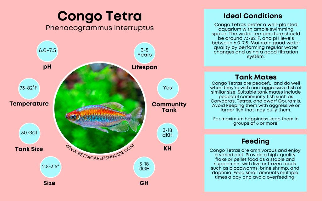 Tetra Care