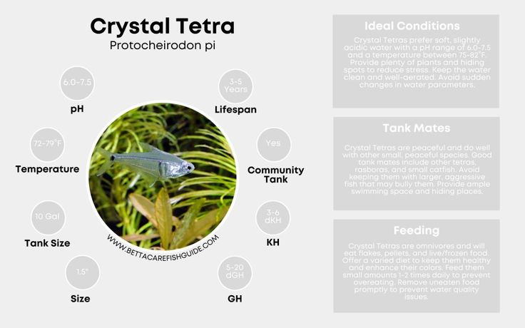 Tetra Care