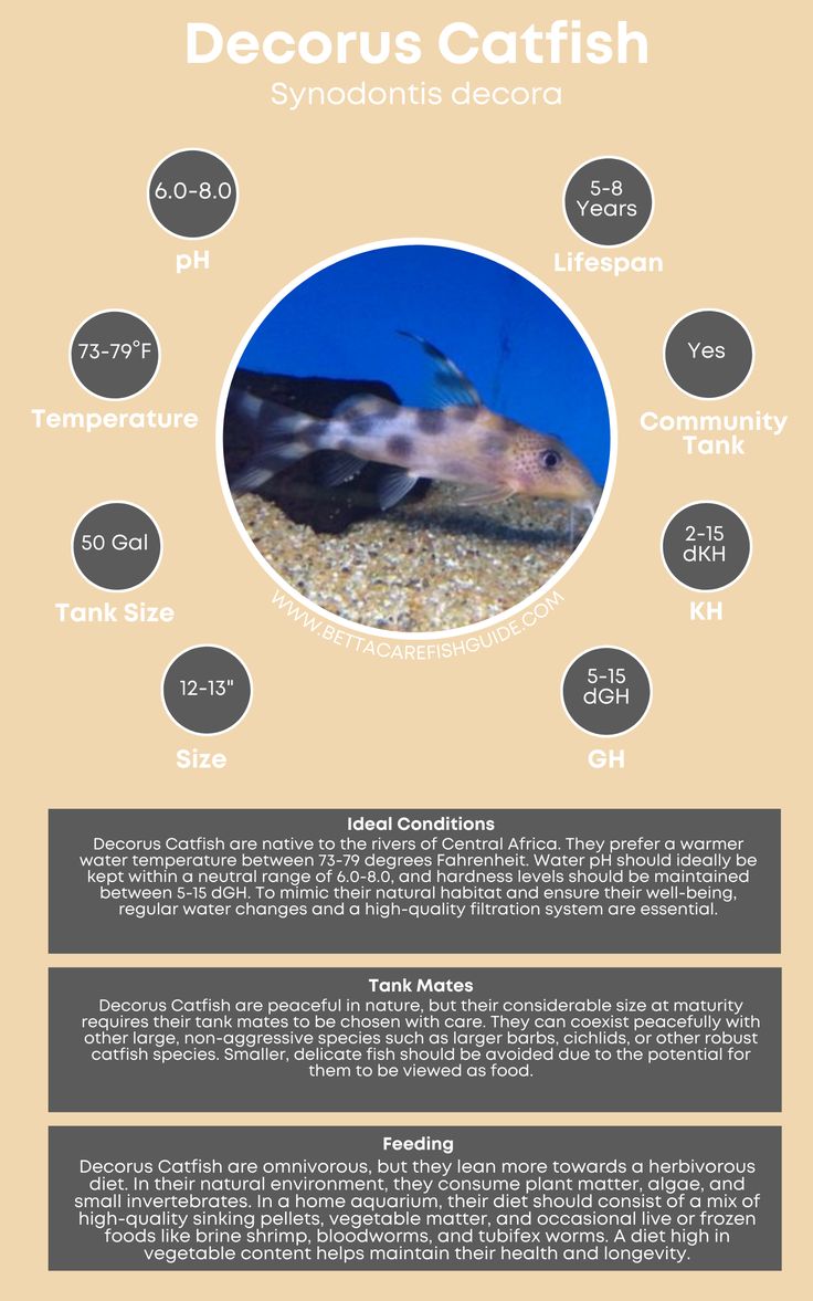 Catfish Care