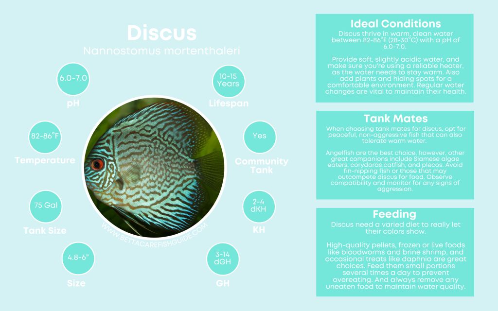 Discus Fish Care