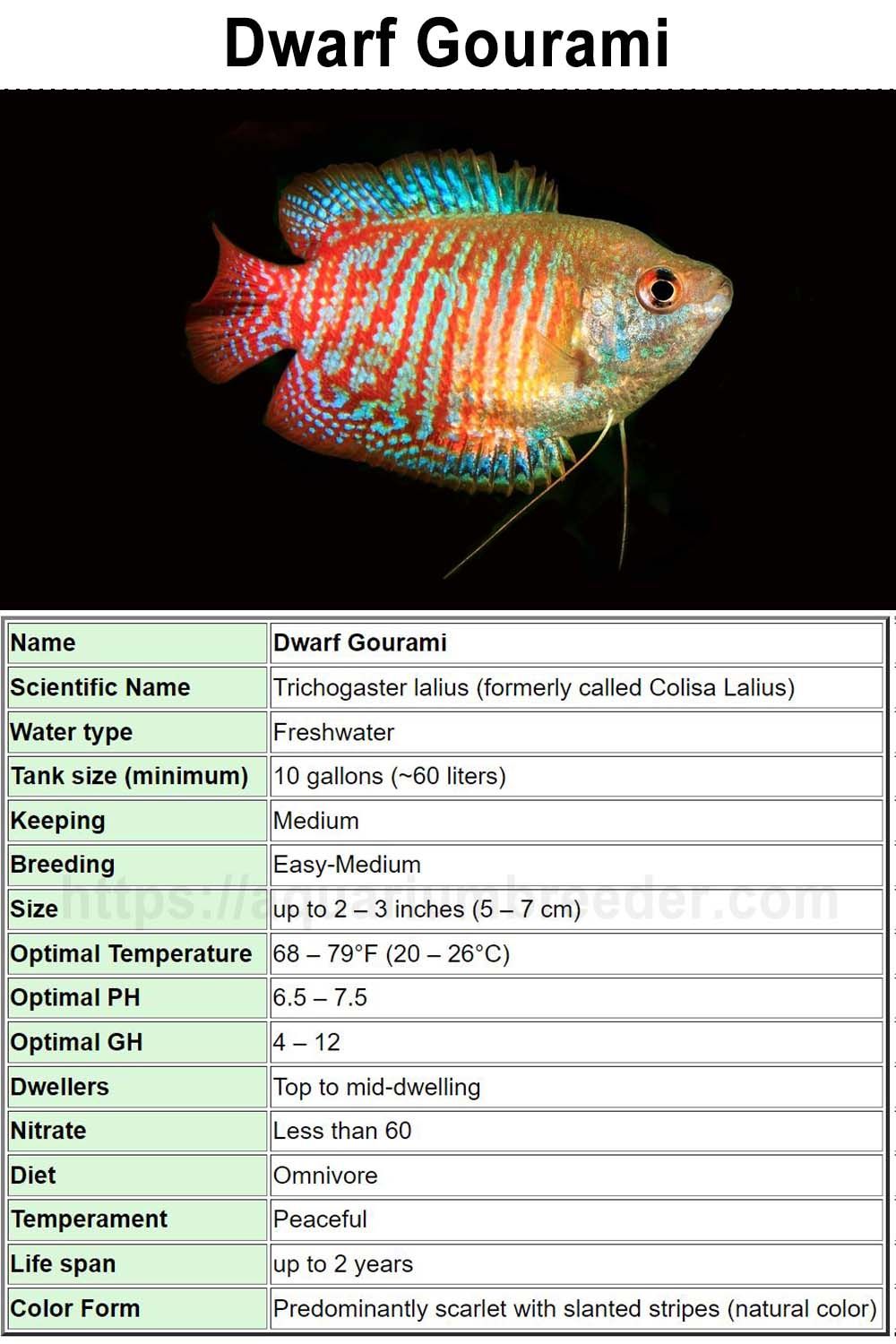Gourami Care