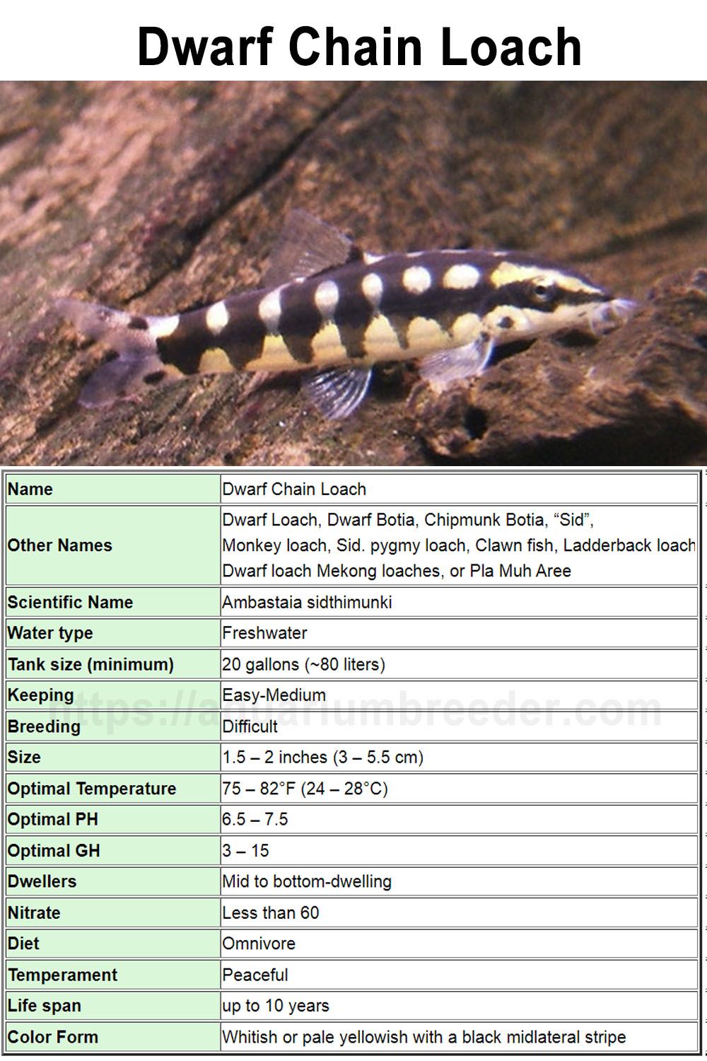 Loach Care