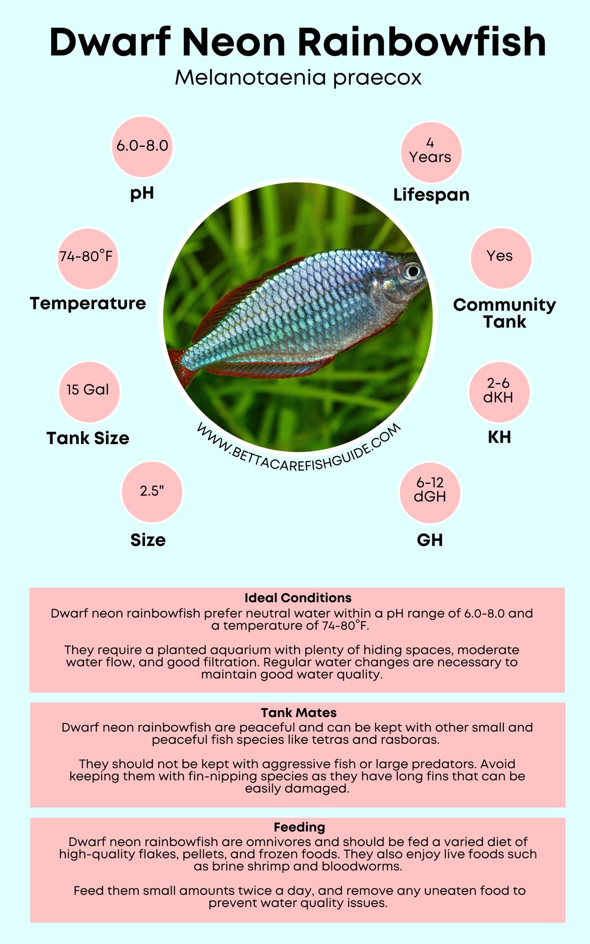Discus Fish Care