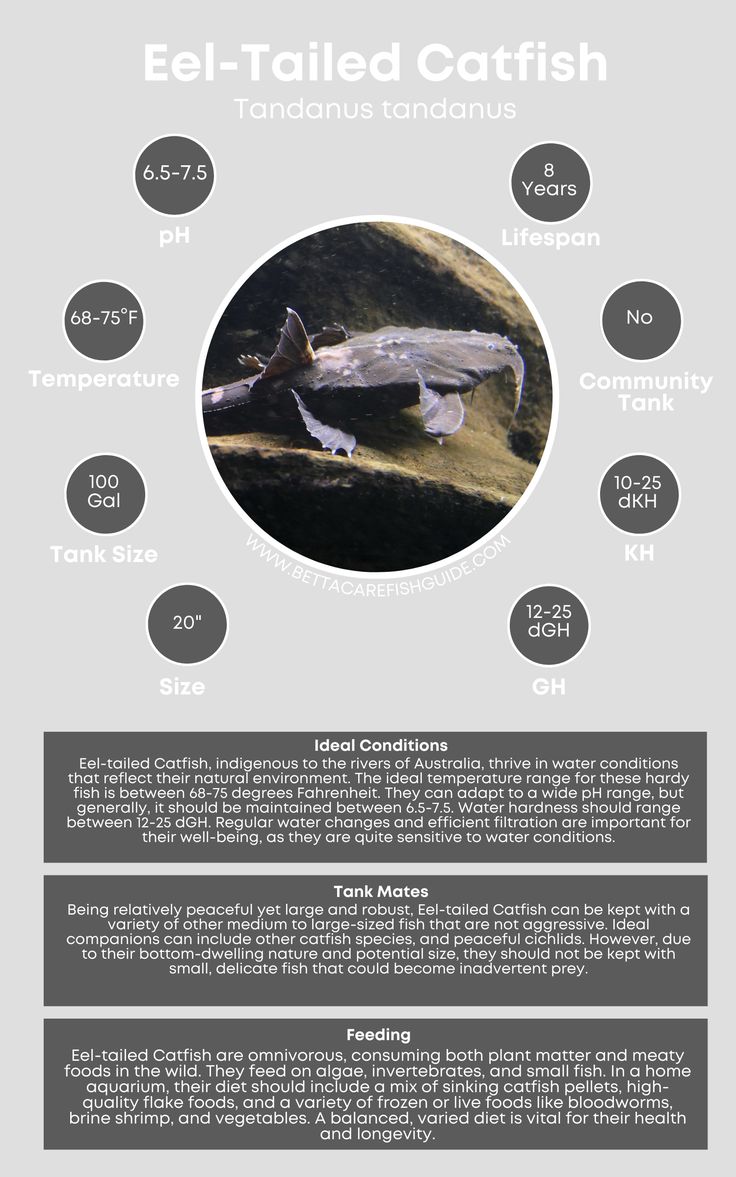 Catfish Care