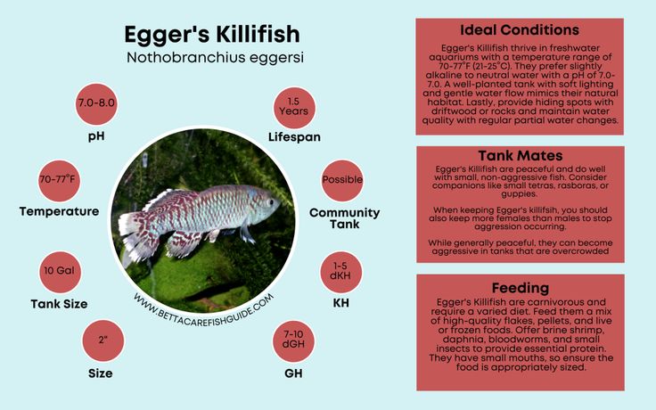 Killifish Care