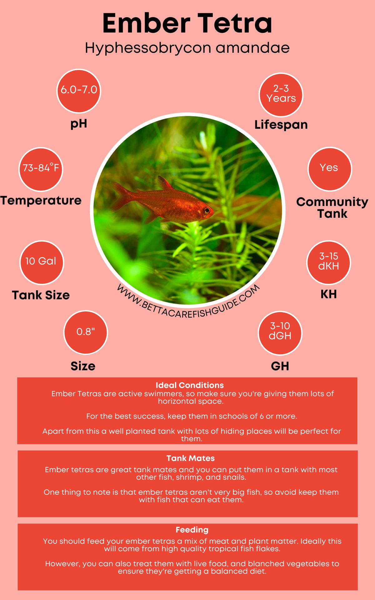 Tetra Care