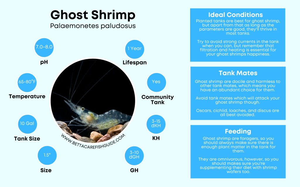 Shrimp Care