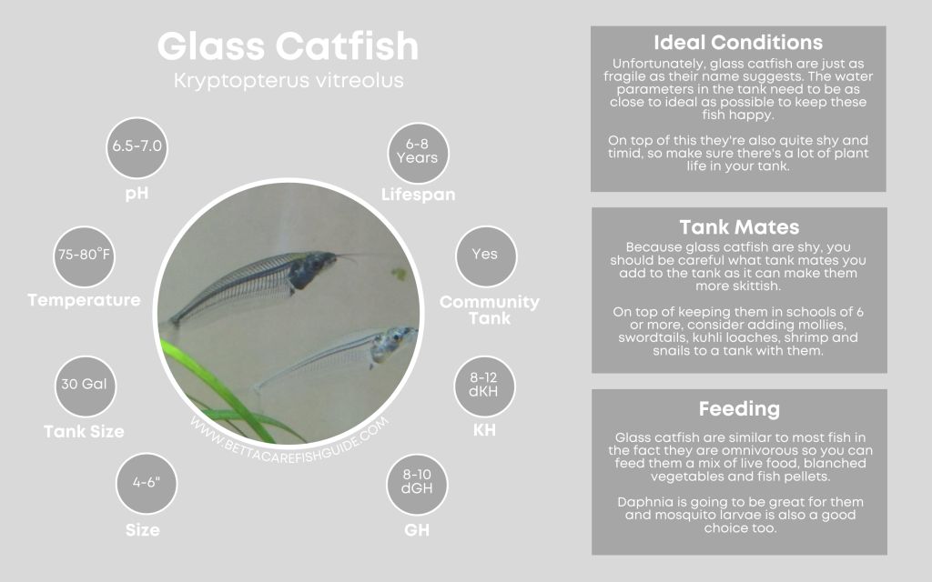 Catfish Care
