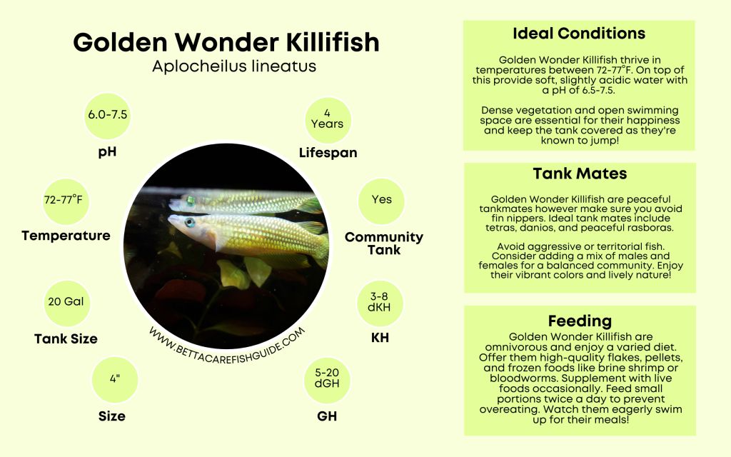 Killifish Care