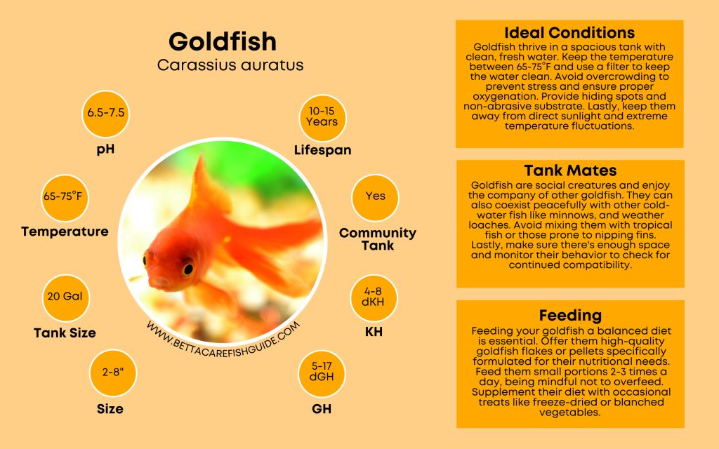 Goldfish Care