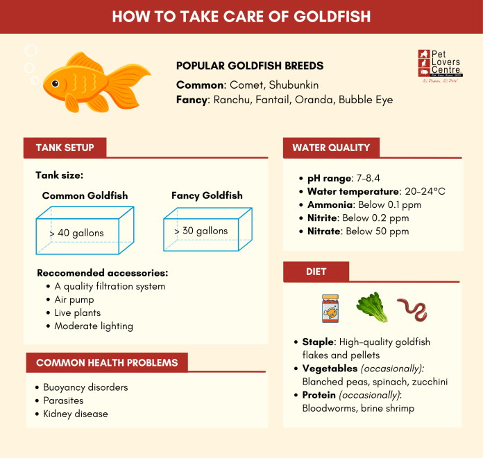 Goldfish Care