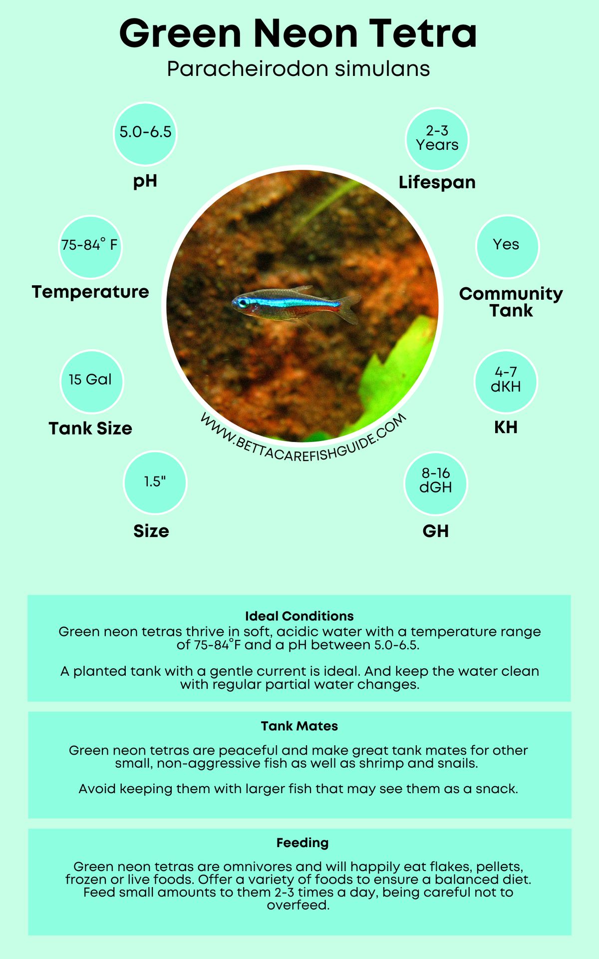 Tetra Care