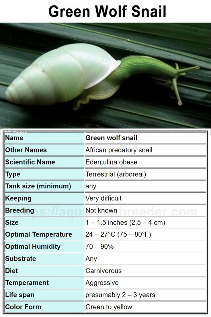Snail Care