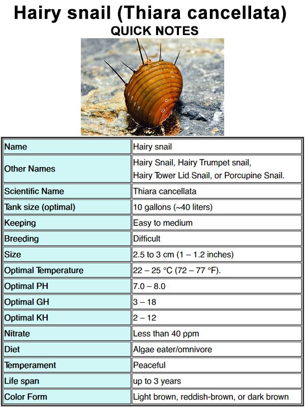 Snail Care