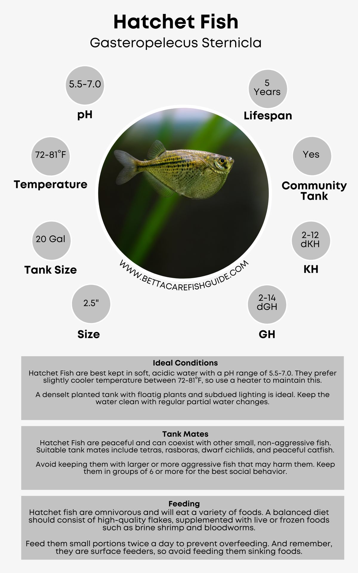 Hatchet Fish Care