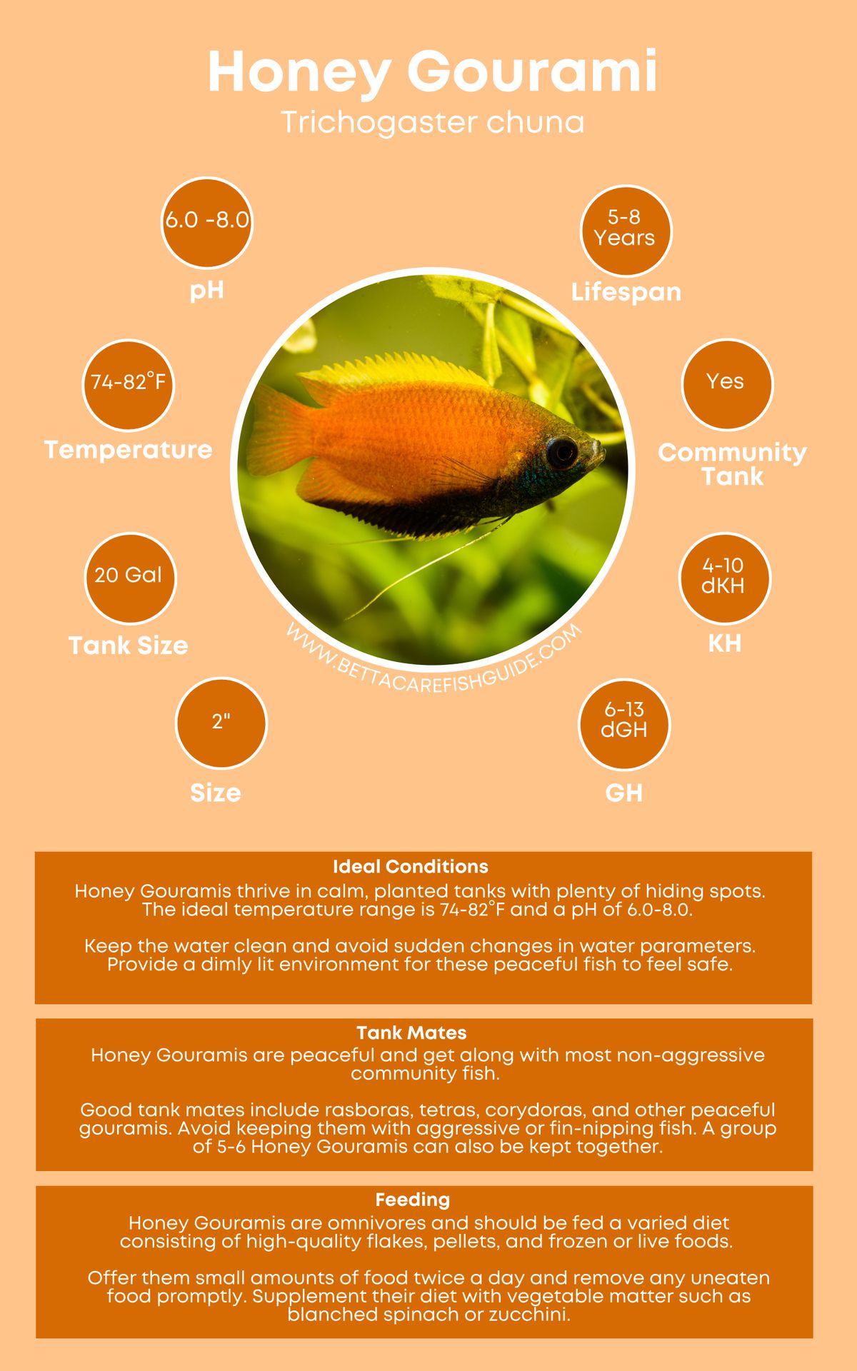 Gourami Care