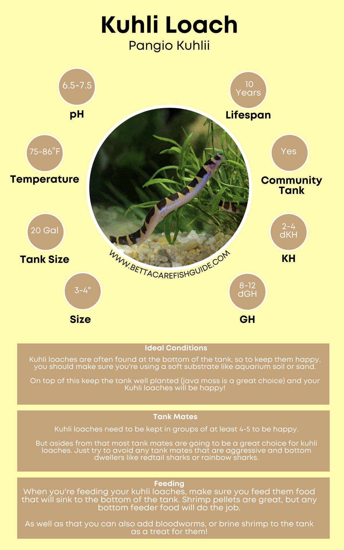 Loach Care