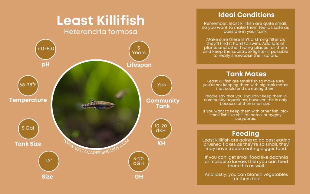 Killifish Care