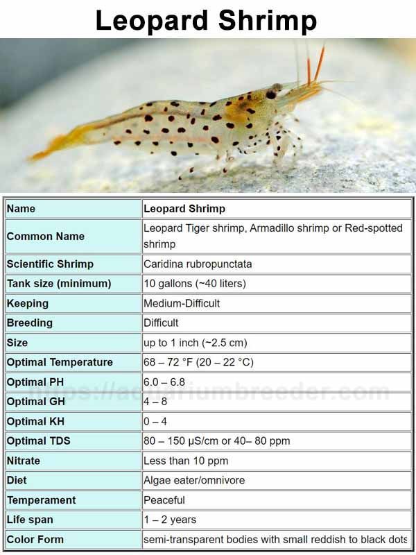 Shrimp Care