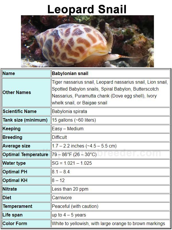 Snail Care