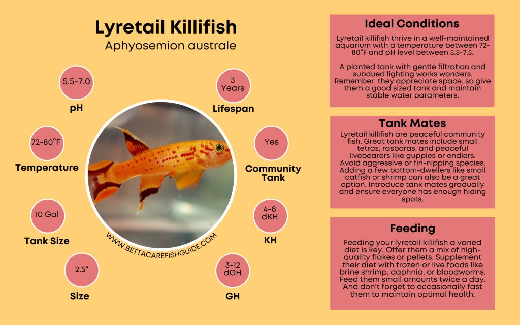 Killifish Care