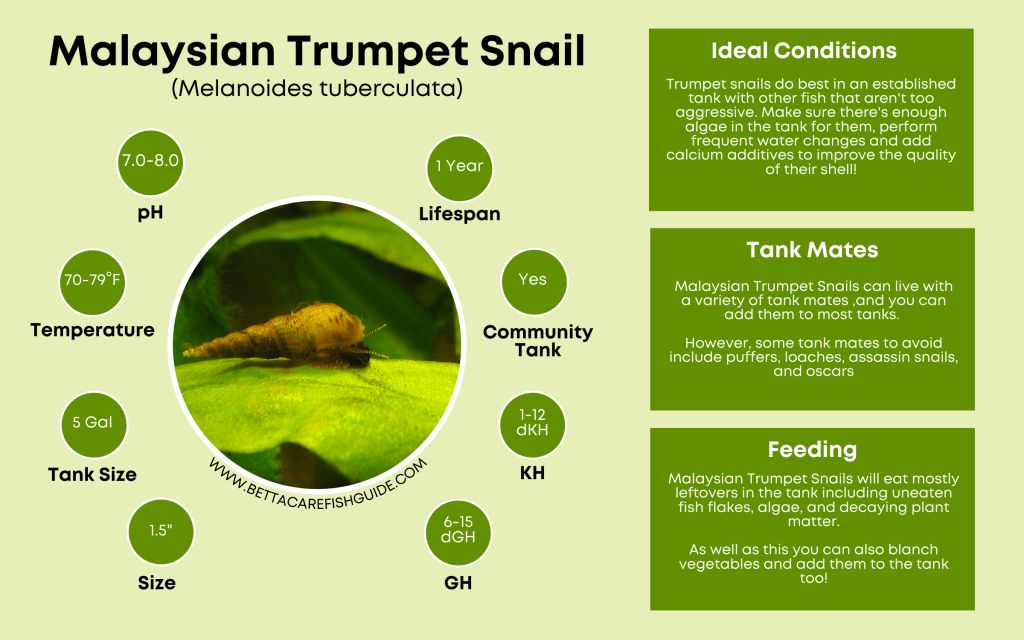Snail Care