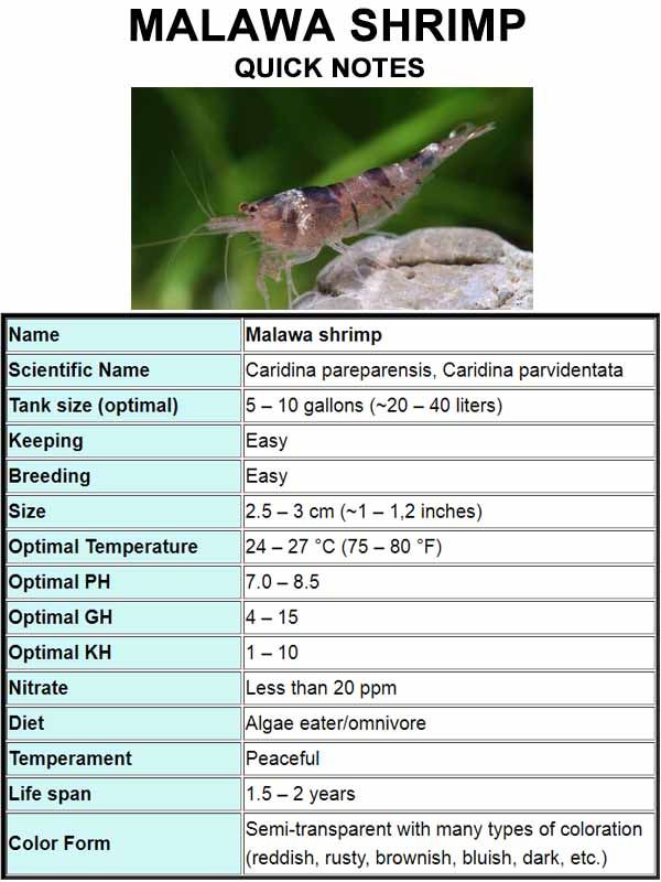 Shrimp Care